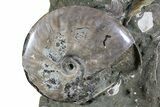 Impressive, Fossil Ammonite Cluster - Madagascar #74850-3